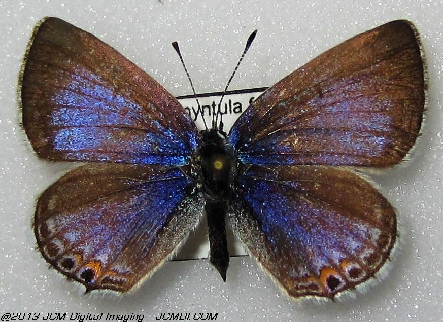 Everes amyntula (Western Tailed Blue, Juniper Hills area, CA)